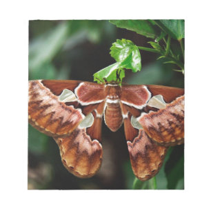 Beautiful Atlas Moth Notepad