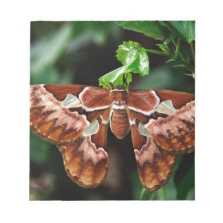 Beautiful Atlas Moth Notepad