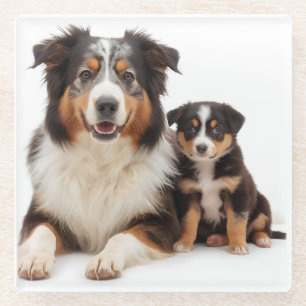 Beautiful Australian Shepherd Mother and Daughter Glass Coaster