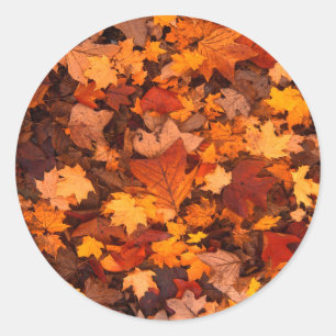 Beautiful Autum Foliage Design. Classic Round Sticker