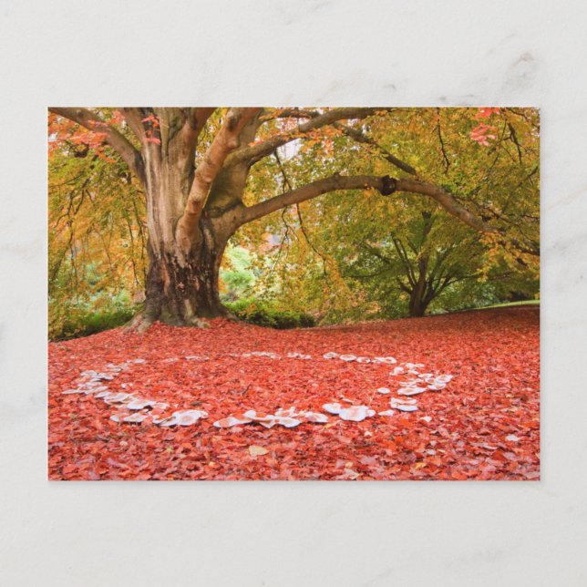 Beautiful Autumn Fall Nature Fairy Ring Postcard (Front)