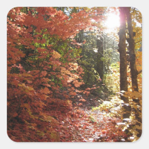 Beautiful Autumn Forest (2) Stickers