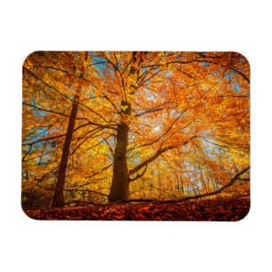Beautiful Autumn Forest Magnet