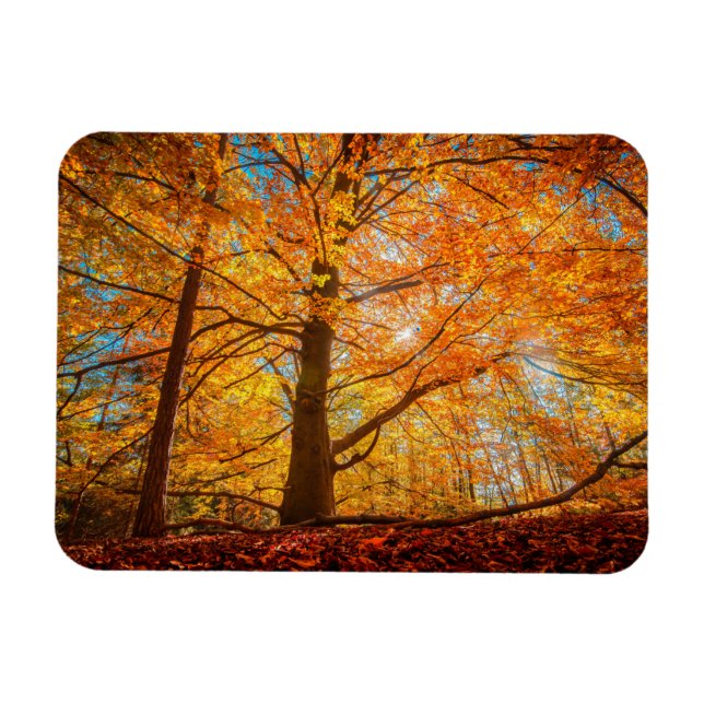 Beautiful Autumn Forest  Magnet (Horizontal)