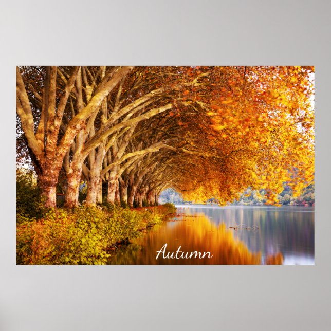 Beautiful Autumn Forest Poster (Front)