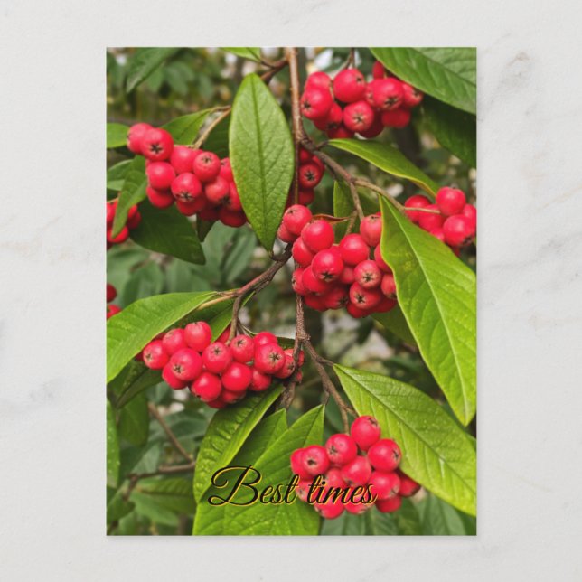 Beautiful autumn fruits hello card (Front)