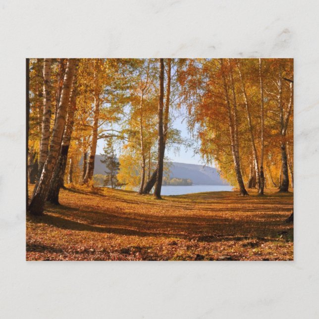 Beautiful autumn Landscape Postcard (Front)