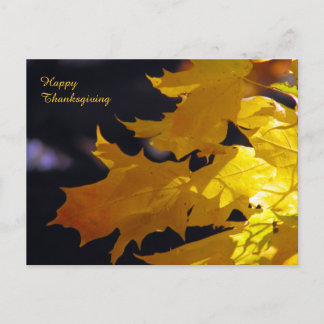 Beautiful Autumn Leaves Thanksgiving Greeting Holiday Postcard