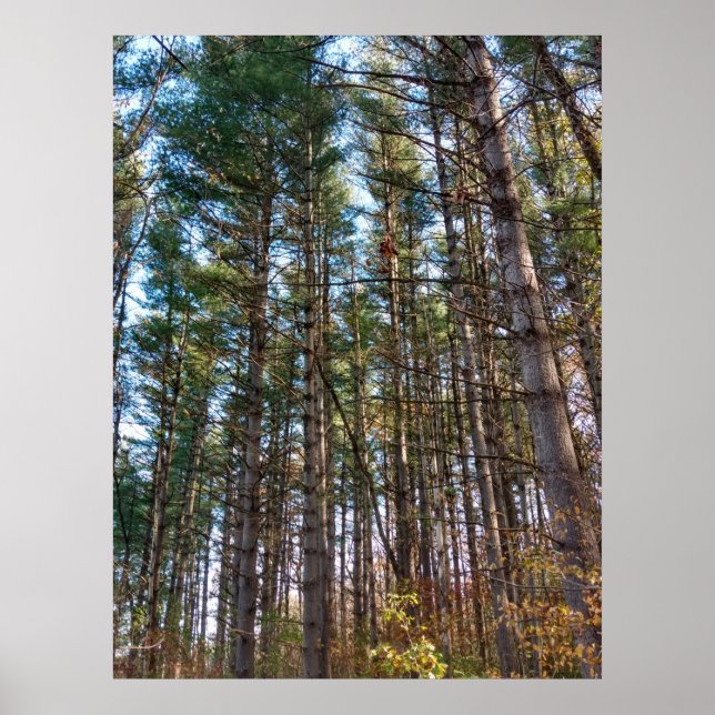 Beautiful Autumn Pine Trees Poster (Front)