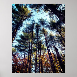 Beautiful Autumn Pine Trees Poster