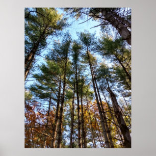 Beautiful Autumn Pine Trees Poster
