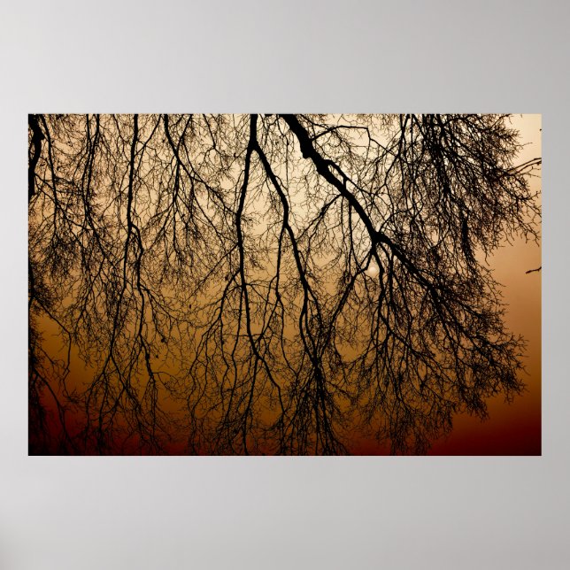 Beautiful Autumn Sunrise behind leafless Trees Poster (Front)