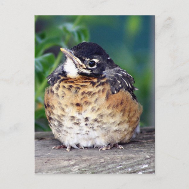 Beautiful Baby Robin Postcard (Front)