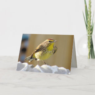 Beautiful Backyard Bird - Palm Warbler Card