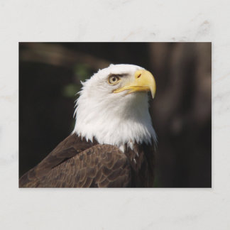 Beautiful Bald Eagle... Postcard