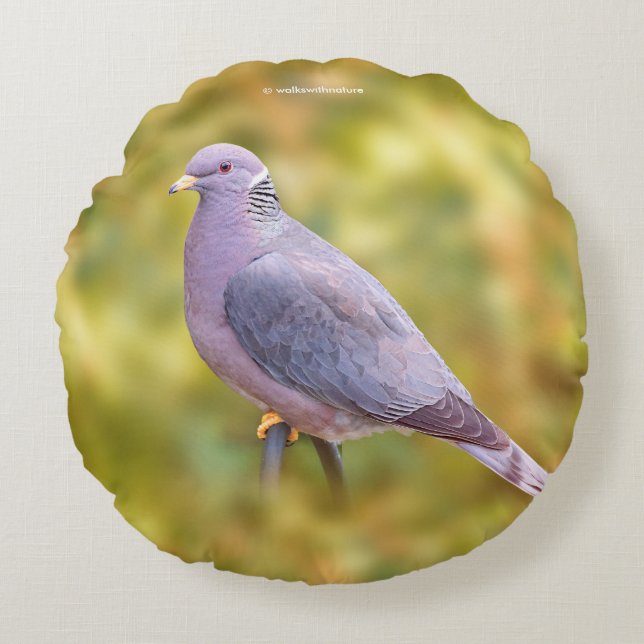 Beautiful Band-Tailed Pigeon in My Backyard Round Cushion (Front)