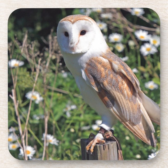 Beautiful barn owl coaster (Front)