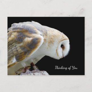 Beautiful Barn Owl Photograph Thinking of You Postcard