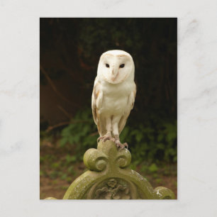Beautiful Barn Owl Postcard