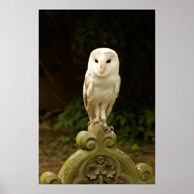 Beautiful Barn Owl Poster/Print Poster (Front)