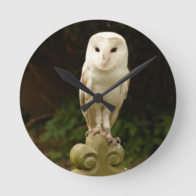 Beautiful Barn Owl Wall Clock (Front)
