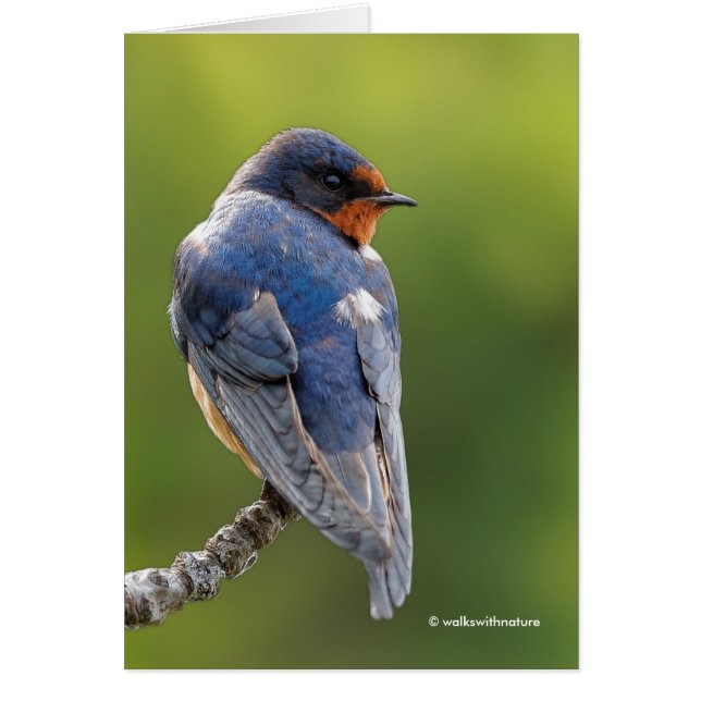 Beautiful Barn Swallow on a Branch (Front)