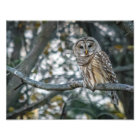 Beautiful Barred Owl Photo Print