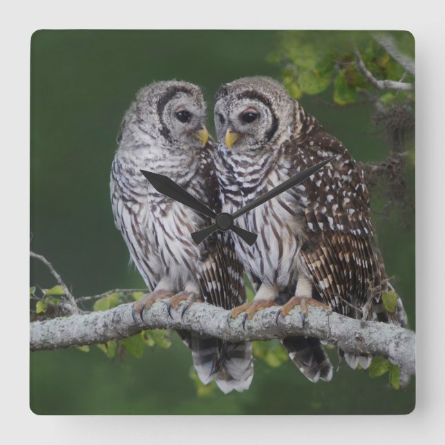 Beautiful Barred Owls Wildlife Wall Clock (Front)