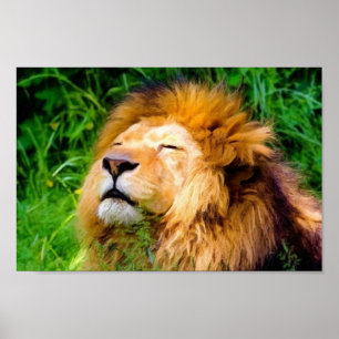 Beautiful Basking Male Lion African Wildlife Poster