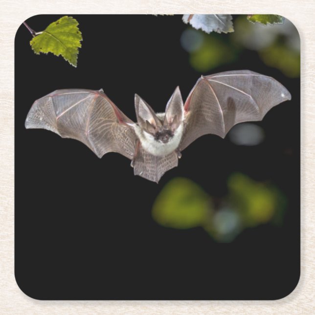 Beautiful Bat Coaster Set (Front)