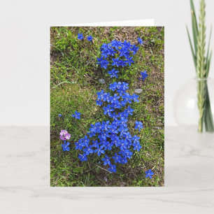 Beautiful Bavarian Gentian - Greeting Card