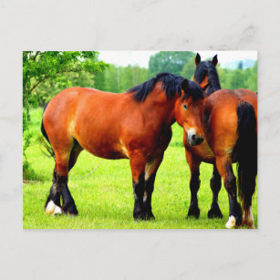 Beautiful Bay Draught Horses In Lush Green Meadow Postcard