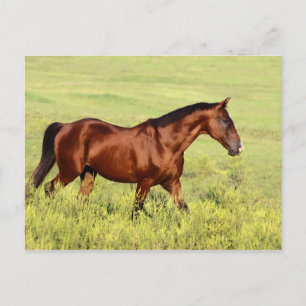 Beautiful Bay Horse Postcard