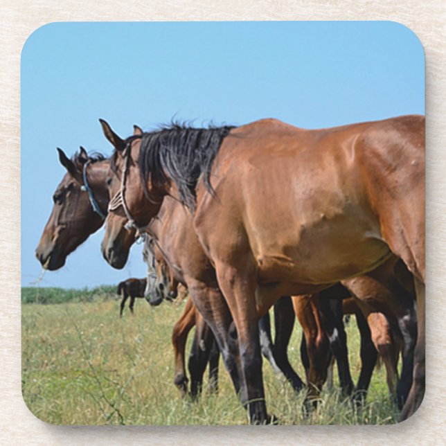 Beautiful Bay Horses Coaster (Front)
