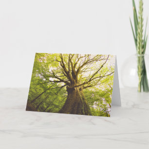 Beautiful Beech Tree Card