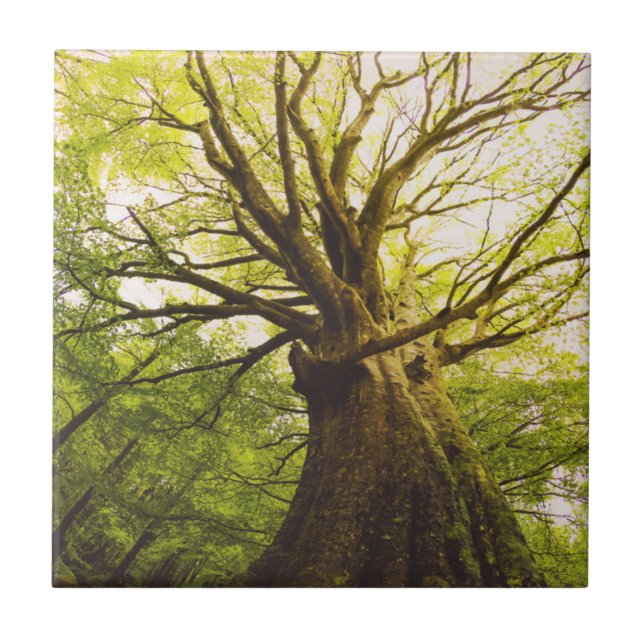 Beautiful Beech Tree Ceramic Tile (Front)