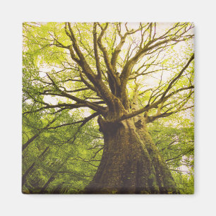 Beautiful Beech Tree Magnet