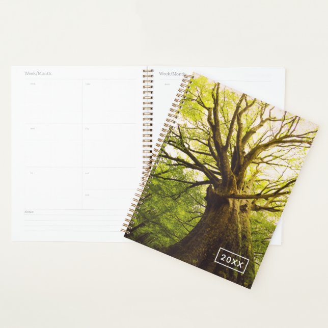 Beautiful Beech Tree Planner (Display)