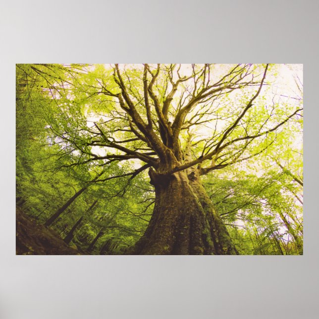 Beautiful Beech Tree Poster (Front)