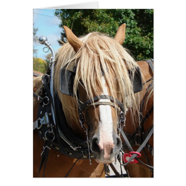 Beautiful Belgian (Front)