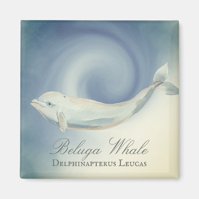 Beautiful Beluga Whale, Delphinapterus Leucas Magnet (Front)