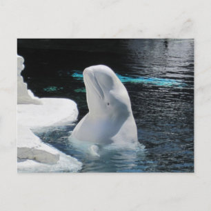 Beautiful Beluga White Whale Postcard