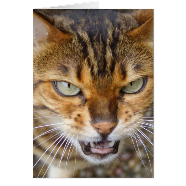 Beautiful Bengal Cat (Front)