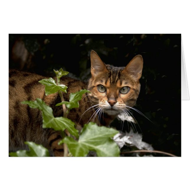 Beautiful Bengal Cat (Front Horizontal)