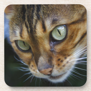 Beautiful Bengal Cat Coaster