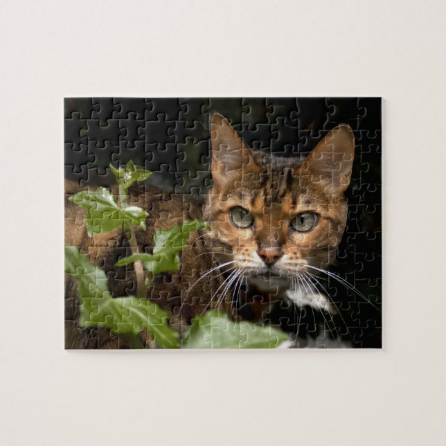 Beautiful Bengal Cat Jigsaw Puzzle (Horizontal)