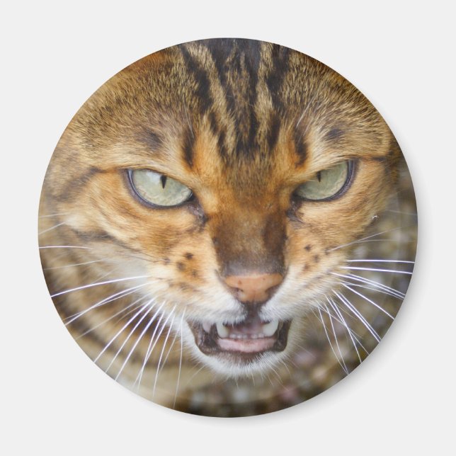 Beautiful Bengal Cat Magnet (Front)