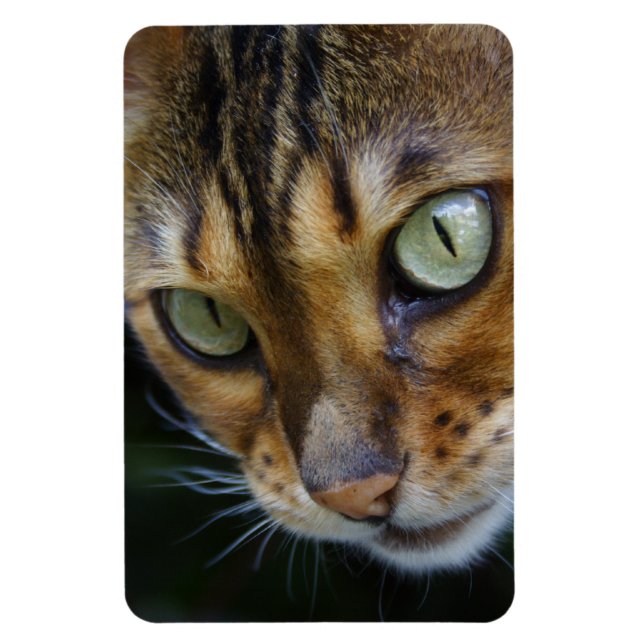 Beautiful Bengal Cat Magnet (Vertical)