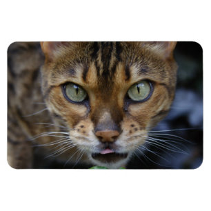 Beautiful Bengal Cat Magnet