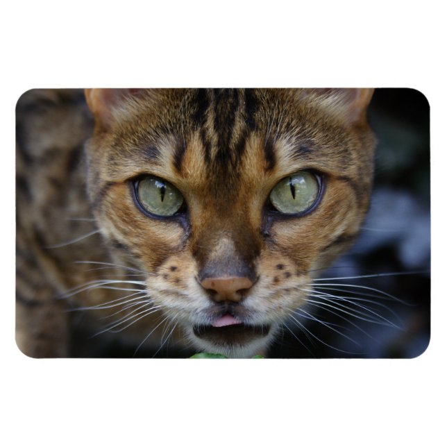 Beautiful Bengal Cat Magnet (Horizontal)